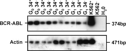 Fig. 5. Examples of BCR-ABL expression in CD34− and CD34+ cells isolated from the marrow of immunodeficient mice transplanted 6 weeks earlier with G0 or G1/S/G2/M fractions of CD34+ CML cells (CML no. 6 in Table 1). Controls included 1,000 K562 cells (K562+), 1,000 K562 cells without RT (K562−), and H2O blank.