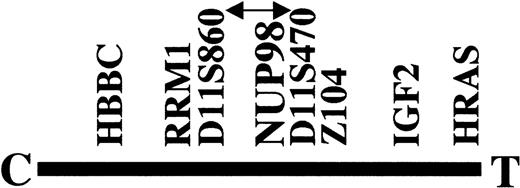 Fig. 1. Position of the chromosome 11 breakpoint with respect to the 11p15.5 markers used for FISH and PCR mapping. NUP98 lies within the candidate breakpoint region indicated by the arrowed line. The β chain of hemoglobin (HBBC) and the H-ras oncogene (HRAS) are at the extremities of 11p15.5. C and T denote centromeric and telomeric, respectively.