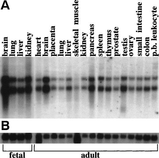 Fig. 6. Multiple tissue Northern analysis of RAP1GDS1. Each lane contains 2 μg of polyA RNA. (A) Hybridization with aRAP1GDS1 cDNA probe shows two predominant bands of 4.1 and 2.8 kb. (B) Hybridization with a β-actin cDNA probe (Clontech).