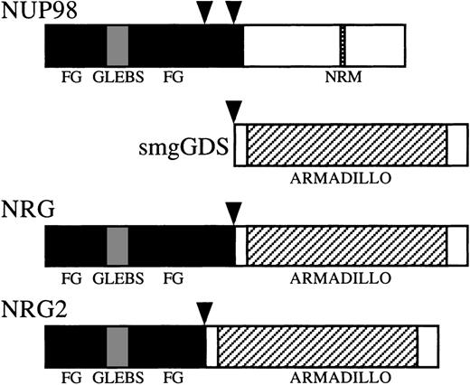 Fig. 7. Schematic representation of the NUP98, smgGDS, NRG, and NRG2 proteins. Vertical arrowheads represent breakpoints in NUP98 and smgGDS. FG, FG (phenylalanine-glycine) repeat-rich areas; GLEBS, GLEBS (Gle2p-binding motif) -like motif48; NRM, nucleoporin RNA binding motif; ARMADILLO, tandem armadillo repeats.