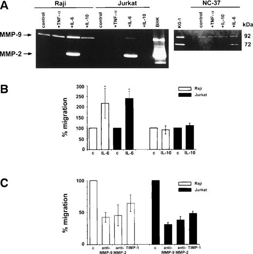 Fig. 3. Zymographic analysis of media conditioned by Raji, Jurkat, and NC-37 cell lines stimulated with cytokines and the in vitro invasion assay. (A) Zymograms of media conditioned by cells incubated for 16 hours at 37°C and 5% CO2 in serum-free IMDM in the absence (control) or presence of a cytokine. Zymography was performed using 10% polyacrylamide gels containing 2 mg/mL gelatin as described in Materials and Methods. The final concentrations of cytokines were 10 ng/mL TNF-, 100 ng/mL IL-6, and 100 ng/mL IL-10. Media conditioned by BHK and KG-1 cells were used as standards showing the positions of the 92 kD (MMP-9) and 72 kD (MMP-2) activities in the gels. (B) Matrigel invasion by Raji and Jurkat cells after stimulation with IL-6 and IL-10 or without (control) as described in Materials and Methods. The asterisks * indicate statistically significant differences in the percentage of migration (P = .046 for Raji and P= .0002 for Jurkat) in the presence of IL-6 versus control (without IL-6). (C) Effect of MMP inhibitors on the percentage of migration of IL-6–stimulated Raji and Jurkat cells. The final concentrations of anti–MMP-9 and anti–MMP-2 antibodies and recombinant TIMP-1, as well as the preincubation conditions are described in Materials and Methods. The basal migration of Raji and Jurkat cells was set at 100% (control) and the percentages of migration in the presence of the different inhibitors are represented as mean ± standard deviation relative to the control.