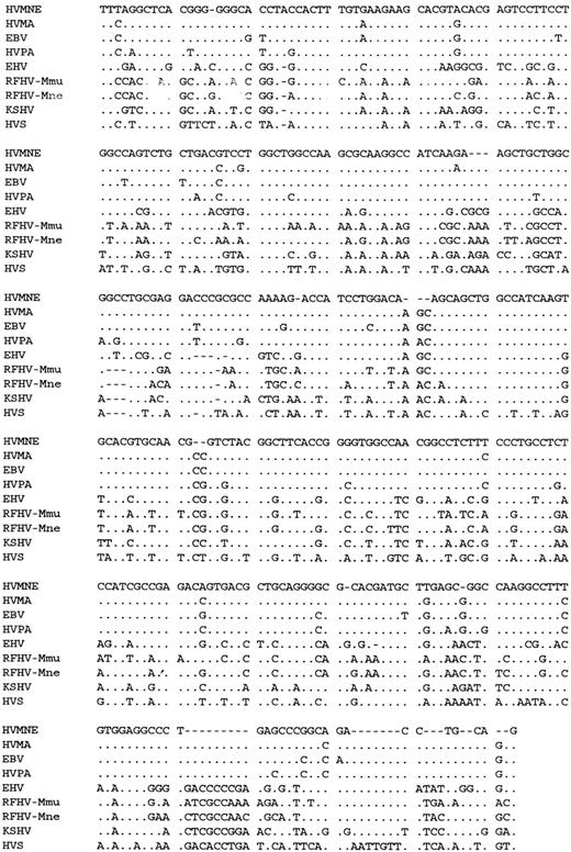 Fig. 5. Alignment of DNA sequence from the polymerase gene of HVMNE and other herpesviruses.