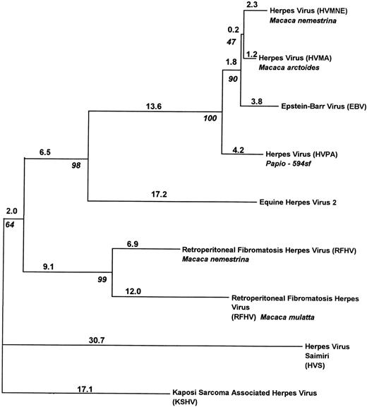 Fig. 6. Phylogenetic tree based upon 353 bp of the polgene. Shown is the minimum evolution tree estimated by NJ method using distances among all pairs of sequences.36 Numbers on branches indicate the percentage of sequence divergence. Numbers in italics are bootstrap support (ME-NJ) for the adjacent node.
