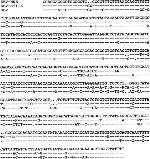 Fig. 7. Alignment of BRRF-1 DNA sequences of HVMNE, SiIIA, and EBV.