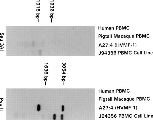 Fig. 8. Southern blot analysis of HVMNE and HVMF-1–infected cell DNAs. Human PBMC DNA was used as negative control. The molecular-weight complexes are indicated at the left of each panel and the restriction enzyme used is indicated at the bottom of each panel.