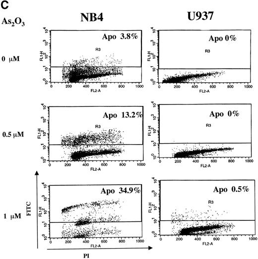 Fig. 1. Comparison of apoptosis induction by As2O3 in NB4 versus U937 cells. (A) Fluorescence microscopy determination of apoptotic cells. Cells were treated with either 0 (control), 1, or 2 μmol/L As2O3 for up to 4 days, and the number of apoptotic cells was determined by fluorescence microscopy according to the morphology. The results are expressed as the percentage of apoptotic cells in the culture. Values shown are the mean of triplicate determinations with a standard deviation of less than 10%. (B) FACS analysis of apoptotic cells. Cells were treated for 3 days with the indicated concentrations of As2O3 and then evaluated for DNA content after propidium iodide staining. (C) TUNEL assay to determine apoptotic cells. Cells were treated with As2O3 at the indicated time for 3 days.