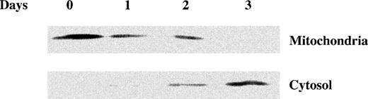 Fig. 5. As2O3 treatment induces cytochrome c release from mitochondria. NB4 cells were treated with 1 μmol/L As2O3 for the indicated times and the cytochrome c content of mitochondrial and cytosolic fractions was detected by Western blot analysis as described.49