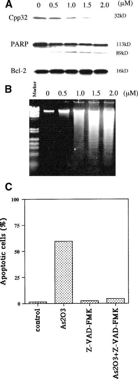 Fig. 6. As2O3 treatment induces caspase-3 activation but not Bcl-2 degradation. (A) Activation of CPP32 and lack of Bcl-2 modulation after 3 days of treatment with the indicated doses of As2O3. (B) Effect of the same As2O3 treatment on DNA fragmentation. (C) Caspase inhibitor Z-VAD-FMK blocked As2O3-induced apoptosis. NB4 cells were treated for 3 days with 1 μmol/L As2O3 or 200 μmol/L Z-VAD-FMK alone or in combination; Z-VAD-FMK was added 4 hours before the addition of As2O3.