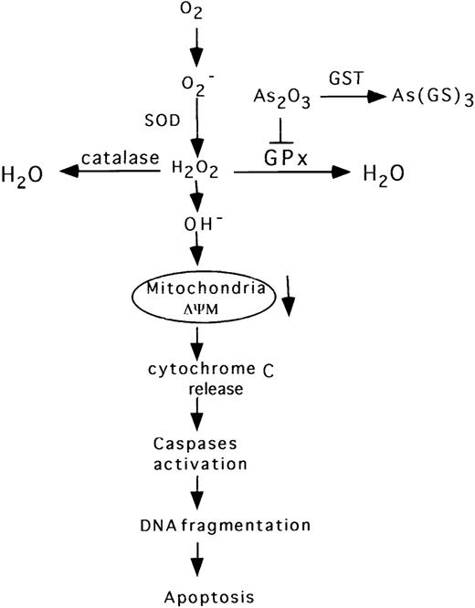 Fig. 7. Diagrammatic representation of the proposed apoptotic pathway induced by As2O3 in NB4 cells.
