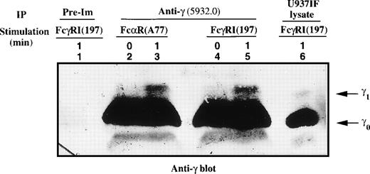 Fig. 1. Mobility shift of the γ subunit of FcɛRI after cross-linking of FcRI. The γ subunit was immunoprecipitated from lysates of FcRI (lanes 2 and 3) or FcγRI (lanes 4 and 5) cross-linked U937IF cells as described in Materials and Methods. Lane 1 represents immunoprecipitation using rabbit IgG of U937IF cells stimulated with anti-FcγRI and rabbit antimouse F(ab′)2 antibody (RM) for 1 minute. Resting U937IF cells were immunoprecipitated with anti-γ antibodies (lanes 2 and 4). Anti-γ immunoprecipitates of U937IF cells stimulated with anti-FcR (A77) after RM (both Fab′2 fragments) for 1 minute (lane 3) or with anti-FcγRI after RM for 1 minute (lane 5). Lane 6 is a whole cell lysate prepared from U937IF cells stimulated with anti-FcγRI antibody after RM for 1 minute. γ0 and γ1 represent the baseline and mobility shifted isoforms of FcɛRIγ subunit, respectively.