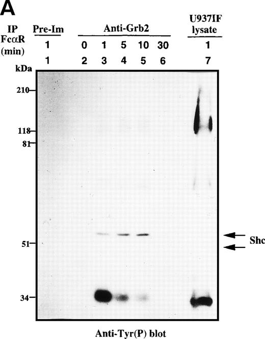 Fig. 2. Grb2-Sos complex recruits tyrosine-phosphorylated Shc and CrkL after FcRI aggregation. We studied Grb2-bound phosphoproteins in U937IF cells after FcR stimulation. (A) Antiphosphotyrosine blot performed on anti-Grb2 immunoprecipitates. Lane 1 is a control immunoprecipitation with rabbit IgG. Anti-Grb2 immunoprecipitates from resting U937IF cells (lane 2) and from U937IF cells stimulated with anti-FcR and RM (both Fab′2 fragments) for 1 minute (lane 3), for 5 minutes (lane 4), for 10 minutes (lane 5), or for 30 minutes (lane 6), respectively. Lane 7 represents a whole cell lysate of U937IF cells stimulated with anti-FcR after RM antibodies for 1 minute. (B) The same membrane was stripped and reprobed with anti-Sos (first panel), anti-Shc (second panel), anti-CrkL (third panel), and anti-Grb2 (fourth panel), respectively. Lanes are identical to those in (A).