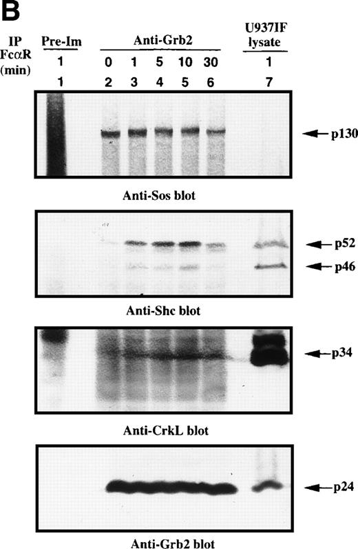 Fig. 2. Grb2-Sos complex recruits tyrosine-phosphorylated Shc and CrkL after FcRI aggregation. We studied Grb2-bound phosphoproteins in U937IF cells after FcR stimulation. (A) Antiphosphotyrosine blot performed on anti-Grb2 immunoprecipitates. Lane 1 is a control immunoprecipitation with rabbit IgG. Anti-Grb2 immunoprecipitates from resting U937IF cells (lane 2) and from U937IF cells stimulated with anti-FcR and RM (both Fab′2 fragments) for 1 minute (lane 3), for 5 minutes (lane 4), for 10 minutes (lane 5), or for 30 minutes (lane 6), respectively. Lane 7 represents a whole cell lysate of U937IF cells stimulated with anti-FcR after RM antibodies for 1 minute. (B) The same membrane was stripped and reprobed with anti-Sos (first panel), anti-Shc (second panel), anti-CrkL (third panel), and anti-Grb2 (fourth panel), respectively. Lanes are identical to those in (A).