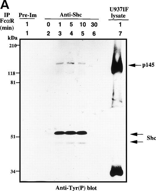 Fig. 3. Shc is tyrosine phosphorylated and associated with Grb2 upon FcR stimulation. (A) Antiphosphotyrosine blot of anti-Shc immunoprecipitates. U937IF lysates from resting cells and those stimulated with anti-FcR (A77) and RM antibodies (both Fab′2 fragments) for different periods were immunoprecipitated with rabbit anti-Shc antibody and immunoblotted for phosphotyrosine. Lane 1 represents immunoprecipitation performed with preimmune antisera of U937IF cells stimulated with anti-FcR and RM for 1 minute. Anti-Shc immunoprecipitates from resting U937IF cells (lane 2) and from U937IF cells stimulated with anti-FcR and RM for 1 minute (lane 3), for 5 minutes (lane 4), for 10 minutes (lane 5), and for 30 minutes (lane 6), respectively. Lane 7 represents a whole cell lysate of U937IF cells stimulated with anti-FcR and RM antibodies for 1 minute. The p145 protein was determined to be SHIP. (B) Anti-Shc (upper panel) and anti-Grb2 (lower panel) immunoblots performed on the same membrane of (A) after stripping with 0.1 mol/L glycine, pH 2.5, at room temperature for 30 minutes. Lanes are identical to those in (A).