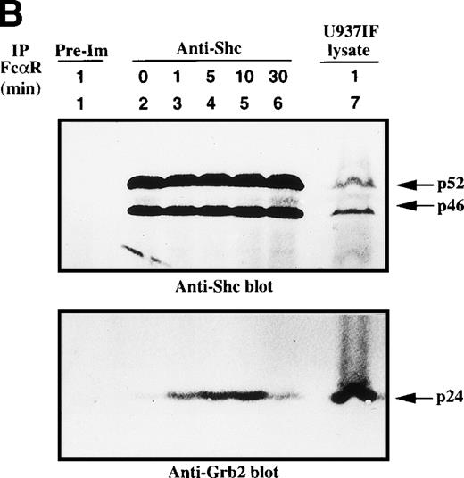 Fig. 3. Shc is tyrosine phosphorylated and associated with Grb2 upon FcR stimulation. (A) Antiphosphotyrosine blot of anti-Shc immunoprecipitates. U937IF lysates from resting cells and those stimulated with anti-FcR (A77) and RM antibodies (both Fab′2 fragments) for different periods were immunoprecipitated with rabbit anti-Shc antibody and immunoblotted for phosphotyrosine. Lane 1 represents immunoprecipitation performed with preimmune antisera of U937IF cells stimulated with anti-FcR and RM for 1 minute. Anti-Shc immunoprecipitates from resting U937IF cells (lane 2) and from U937IF cells stimulated with anti-FcR and RM for 1 minute (lane 3), for 5 minutes (lane 4), for 10 minutes (lane 5), and for 30 minutes (lane 6), respectively. Lane 7 represents a whole cell lysate of U937IF cells stimulated with anti-FcR and RM antibodies for 1 minute. The p145 protein was determined to be SHIP. (B) Anti-Shc (upper panel) and anti-Grb2 (lower panel) immunoblots performed on the same membrane of (A) after stripping with 0.1 mol/L glycine, pH 2.5, at room temperature for 30 minutes. Lanes are identical to those in (A).