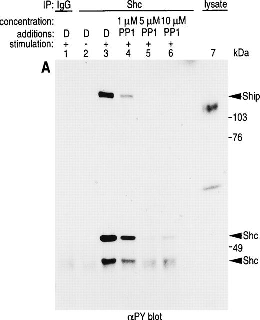 Fig. 5. Role for Src kinases in FcRI oxidant signaling in myeloid cells. The Src family kinase inhibitor, PP1, was used to determine the role of Src kinases in phosphorylation of Shc, Shc-adaptor protein interactions, and FcR-induced superoxide response. Shc was immunoprecipitated from resting (lane 2) or FcRI-stimulated U937IF cells (lanes 3 through 6). U937IF cells were preincubated at 37°C with 1 μmol/L PP1 (lane 4), 5 μmol/L PP1 (lane 5), or 10 μmol/L PP1 (lane 6). Lanes 1 through 3 represent immunoprecipitations performed on U937IF cells treated with DMSO (D) at 5 μg/mL. Lane 7 represents a whole cell lysate of U937IF cells. Lane 1 represents a preimmune immunoprecipitation. Membranes were probed with (A) antiphosphotyrosine antibody, (B) anti-Sos immunoblot, (C) anti-SHIP immunoblot, (D) anti-Shc immunoblot, or (E) anti-Grb2 immunoblot. (F) Effects of PP1 on FcRI-induced respiratory burst response. Data shown are the means and the standard deviation of triplicate samples in each experimental group (see legend).