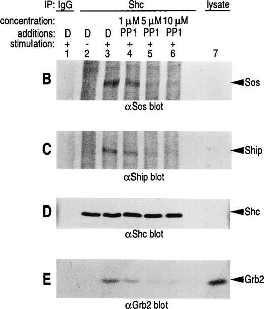 Fig. 5. Role for Src kinases in FcRI oxidant signaling in myeloid cells. The Src family kinase inhibitor, PP1, was used to determine the role of Src kinases in phosphorylation of Shc, Shc-adaptor protein interactions, and FcR-induced superoxide response. Shc was immunoprecipitated from resting (lane 2) or FcRI-stimulated U937IF cells (lanes 3 through 6). U937IF cells were preincubated at 37°C with 1 μmol/L PP1 (lane 4), 5 μmol/L PP1 (lane 5), or 10 μmol/L PP1 (lane 6). Lanes 1 through 3 represent immunoprecipitations performed on U937IF cells treated with DMSO (D) at 5 μg/mL. Lane 7 represents a whole cell lysate of U937IF cells. Lane 1 represents a preimmune immunoprecipitation. Membranes were probed with (A) antiphosphotyrosine antibody, (B) anti-Sos immunoblot, (C) anti-SHIP immunoblot, (D) anti-Shc immunoblot, or (E) anti-Grb2 immunoblot. (F) Effects of PP1 on FcRI-induced respiratory burst response. Data shown are the means and the standard deviation of triplicate samples in each experimental group (see legend).