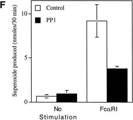Fig. 5. Role for Src kinases in FcRI oxidant signaling in myeloid cells. The Src family kinase inhibitor, PP1, was used to determine the role of Src kinases in phosphorylation of Shc, Shc-adaptor protein interactions, and FcR-induced superoxide response. Shc was immunoprecipitated from resting (lane 2) or FcRI-stimulated U937IF cells (lanes 3 through 6). U937IF cells were preincubated at 37°C with 1 μmol/L PP1 (lane 4), 5 μmol/L PP1 (lane 5), or 10 μmol/L PP1 (lane 6). Lanes 1 through 3 represent immunoprecipitations performed on U937IF cells treated with DMSO (D) at 5 μg/mL. Lane 7 represents a whole cell lysate of U937IF cells. Lane 1 represents a preimmune immunoprecipitation. Membranes were probed with (A) antiphosphotyrosine antibody, (B) anti-Sos immunoblot, (C) anti-SHIP immunoblot, (D) anti-Shc immunoblot, or (E) anti-Grb2 immunoblot. (F) Effects of PP1 on FcRI-induced respiratory burst response. Data shown are the means and the standard deviation of triplicate samples in each experimental group (see legend).