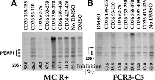 Fig. 1. CD36 peptides inhibit the binding of125I-PfEMP1 to CD36. TX100 insoluble material from surface iodinated PE was extracted with SDS (SDS extract) and reconstituted in RPMI containing 1% BSA and 0.5% TX100.35 Peptides dissolved in DMSO were added to the sample, incubated overnight, and allowed to bind to CD36-coated beads for 3 hours. The beads were washed 3 times and processed for SDS-PAGE as before.35 Peptides were tested at 500 μmol/L, except for peptide CD36 233-255, which was tested at 300 μmol/L. All samples except No DMSO, had a 5% final concentration of DMSO. The percent inhibition of binding from the DMSO control is indicated at the bottom of the figure. Negative numbers means higher binding than the DMSO control. (A) MC R+ SDS extract; (B) FCR3-C5 SDS extract. The percent inhibition of peptide CD36 358-370 with FCR3-C5 extract was calculated without the specific background subtraction.