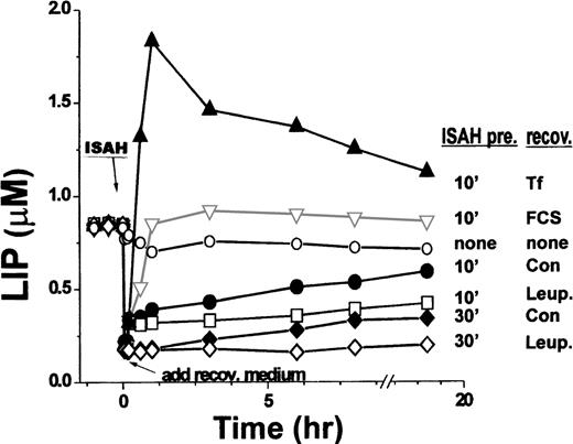 Fig. 2. Long-term recovery of LIP levels in K562 cells after acute iron depletion. Calcein-loaded cells were resuspended in HBS and the fluorescence was monitored for 10 to 20 minutes. At 0 time, 100 μmol/L SIH was added for 10 minutes (labeled as ISAH); cells were then washed free of chelator and resuspended in recovery medium lacking SIH. The cells were incubated either alone (recov: con.) or containing the indicated additives, as in Fig 1. In some experiments, cells were incubated with SIH for 30 minutes before washing (ISAH pre: 30’ recov: Con; ISAH pre 30’ recov: Leup.). At the indicated time points, intracellular LIP concentration was measured as described.