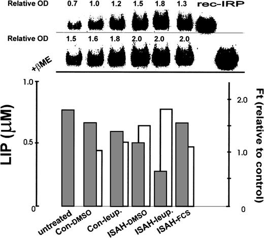Fig. 3. Correlation between total ferritin (ferritin), IRP, and LIP levels in K562 cells after acute iron depletion. K562 cells incubated for 30 minutes without additives (Con) or with 100 μmol/L SIH (ISAH) were allowed to “recover” for 8 hours at 37°C in bicarbonate-free DMEM containing the indicated additives: 0.1% dimethyl sulfoxide (DMSO) final (Con-DMSO, ISAH-DMSO), 20 μg/mL leupeptin (Con-Leup, ISAH-leup), or 10% FCS (ISAH-FCS). ‘Untreated’ cells (left bar) were grown in full medium without additives for 8 hours. After the 8-hour period, aliquots of cells were taken for determination of LIP levels by the calcein method as in Fig 1(lower panel, ▪), ferritin by ELISA (lower panel, □), and IRP by electromobility gel retardation assay (upper panel). LIP levels are given in micromoles per liter, ferritin values are expressed relative to control (which contained ∼130 ng/mg protein), and IRP is given in terms of densitometry tracings (OD) of gel shift bands relative to control. All samples in the gel were obtained from equivalent numbers of cells. Rec-IRP refers to recombinant IRP, which is used here as standard for identification purposes. The second row of the upper panel depicts gel shifts performed after treatment with β-mercaptoethanol (βME) representing total (fully activated) cellular IRP.