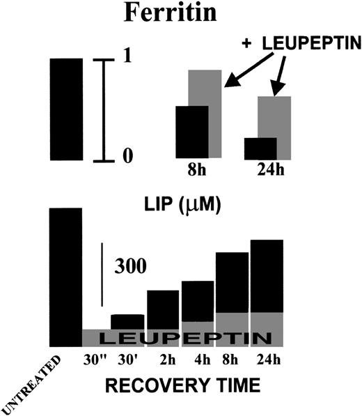 Fig. 4. Time dependence of LIP recovery and total ferritin levels in K562 cells after iron chelation. K562 cells were treated for 10 minutes with 100 μmol/L SIH and then incubated in serum-free growth medium alone (▪) or containing leupeptin 20 μg/mL (added at 0 time and at 8 hours; ▩). At the indicated times, cells were washed and analyzed for LIP (by the calcein method) and total ferritin levels (by ELISA) as described in Fig 3. Ferritin levels (upper panel) are given relative to untreated cells (extreme left bar) and LIP levels (lower panel) expressed in micromoles per liter.