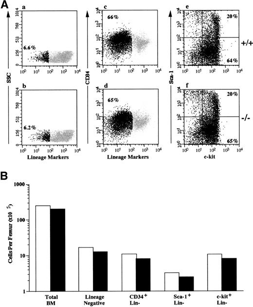 Fig. 3. Phenotypic analysis of hematopoietic progenitor cells in heterozygous and FACKO mice. The bone marrow of wild type (+/+) and FACKO (−/−) mice (n = 5 animals per group) was analyzed for the presence of phenotypically defined HSC/progenitor cells. (A) Flow cytometric analysis of unfractionated marrow from wild type (a) and FACKO (b) mice. The percentage of lineage-negative cells is indicated (black dots). The frequency of lineage-negative cells after lineage depletion and incubation with antibodies to CD34 is shown in (c) and (d). The percentage of lineage-negative cells is shown (black dots). The expression of c-kit and Sca-1 on gated lineage-negative marrow cells is indicated in (e) and (f). The percentage of c-kit+, Sca-1+ cells is shown in the upper right quadrant, and the percentage of c-kit+, Sca-1− cells is shown in the lower right quadrant. (B) The total number of phenotypically defined cells per femur in wild type (□) and FACKO (▪) mice is indicated on a log scale.