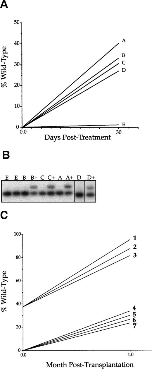 Fig. 4. Repopulation in nonablated FACKO mice. (A) A cohort of FACKO mice were injected with 1 × 106 unfractionated wild-type cells. Mice A, B, C, and D were treated with a single intraperitoneal injection of 10 μg MMC. Mouse E was untreated. The lines connecting data points indicate the trend of change. (B) Phosphoimager data corresponding the data in (A) before and after (+) MMC treatment. (C) Wild-type recipients were radio-ablated and transplanted with bone marrow cells from a treated nonablated transplant recipient (1, 2, and 3) or from an untreated nonablated transplant recipient (4, 5, 6, and 7).