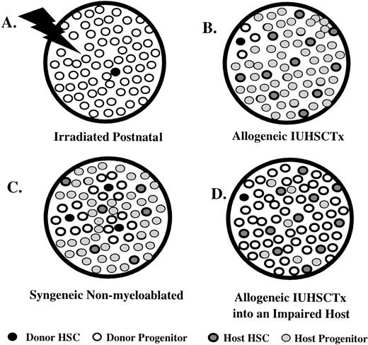 Fig. 2. Comparison of engraftment characteristics in various hematopoietic systems that differ in their donor and host HSC competitive capacity, assuming a model of relatively frequent stem cell cycling in nonirradiated systems. (A) Irradiated postnatal environment. Damaged microenvironment results in engraftment of a few donor HSC that reconstitute the recipient by oligoclonal expansion, allowed by the absence of host cell competition. There is an amplified “readout” of a few engrafted donor HSC. (B) Allogeneic IUHSCTx. Although a few donor HSC may engraft, they are at best equal, or more likely, at a competitive disadvantage to host HSC (mismatched stroma). Therefore, the engraftment is obscured by host hematopoiesis leading to a readout of minimal or microchimerism. (C) The syngeneic nonmyeloablated model. Engraftment through serial transplants or massive doses of donor cells results in multiple-donor HSC engrafted that can equally compete (genetically identical HSC/matched stroma) with host HSC. Engraftment readout is quantitatively reflective of No. Donor HSC/No. Host HSC. (D) Allogeneic IUHSCTx into a host with impaired HSC. Only a few donor HSC engraft, but oligoclonal expansion can occur despite stromal mismatch, due to reduced host HSC competition, leading to an amplified readout of donor HSC engraftment.