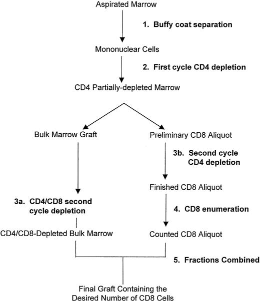 Fig. 1. Procedure for immunomagnetic removal of CD4 cells and partial depletion of CD8 cells from the marrow. Erythrocytes were removed and mononuclear cells were enriched by centrifugation using a Cobe Spectra (Step 1). Cells were incubated with CD4-specific immunomagnetic beads and exposed to a magnetic field in a first cycle of CD4 depletion (Step 2). A preliminary aliquot containing the desired number of CD8 cells was removed from the CD4 partially depleted marrow and subjected to a second cycle of CD4 depletion (Step 3b), and the remaining CD8 cells were enumerated (Step 4). The bulk marrow graft remaining after removal of the preliminary CD8 aliquot was subjected to a second cycle of CD4 depletion combined with CD8 depletion (Step 3a). The CD4/CD8-depleted bulk marrow was combined with the counted CD8 aliquot (Step 5) to yield the final graft containing the desired number of CD8 cells. For dose level 0, the entire marrow was subjected to 2 cycles of CD4 depletion with no removal of CD8 cells.