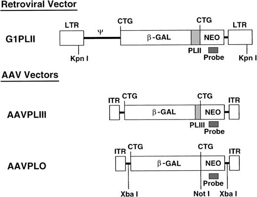 Fig. 1. Vector construction. All 3 nonexpression vectors contain identical β-gal and neo sequences separated by different-length polylinkers. KpnI releases the retroviral sequence at the length of 6.0 kb. XbaI cuts the AAV vector sequence twice and NotI cuts once. These restriction enzymes were used for Southern blotting as shown in Figs 4 and 5.