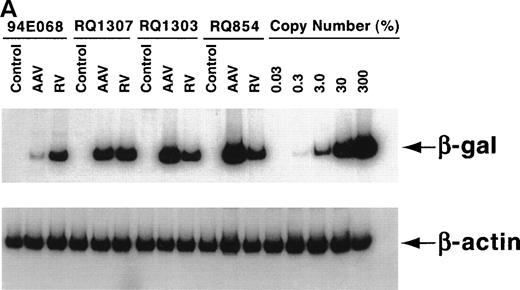 Fig. 3. In vitro transduction efficiencies. (A) Semi-quantitative PCR for the β-gal and actin sequences was performed at the end of the ex vivo culture period. The β-gal is the vector sequence and the actin is the control sequence. (B) The graph summarizes the in vitro transduction efficiencies shown as a mean copy number per cell, calculated from the PCR results. The MOI used was different among monkeys. 94E068 had 2,000, RQ1307 and RQ1303 had 20,000, and RQ864 had 200,000 AAV genomic copies per lymphocyte. (□), AAV; (▪), retrovirus.