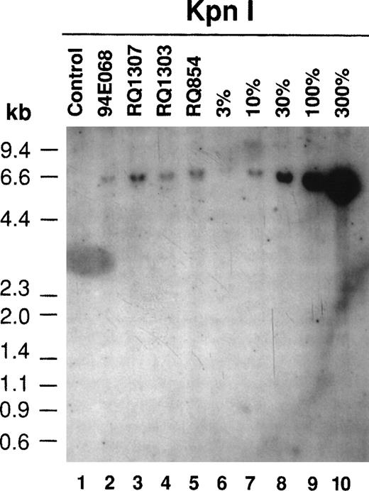 Fig. 4. Southern blotting of the retrovirally transduced lymphocytes after the ex vivo culture (day 10). Ten micrograms of DNA from transduced lymphocytes was digested with KpnI, which released the proviral sequence at the length of 6.0 kb (see Fig 1), separated on an agarose gel, and transferred to a nylon membrane followed by hybridization with the neo DNA probe. The proviral sequence in the transduced lymphocyte genome was detected in all 4 monkeys. The positive controls (lanes 6 through 10) were made from dilutions of the G1PLII-retroviral producer DNA into control rhesus lymphocyte DNA.