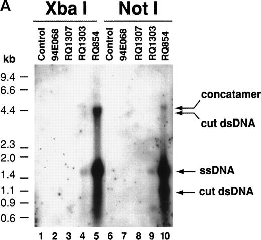 Fig. 5. Southern blot analysis for the AAV vector-transduced rhesus lymphocytes with XbaI and NotI (A). Ten micrograms of DNA from transduced lymphocytes was digested withXbaI or NotI, separated on agarose gels, and transferred to nylon membranes followed by hybridization with theneo DNA probe. In RQ854, besides the single-strand DNA (ssDNA) band around 1.6 kb, the double-strand DNA (dsDNA) bands were detected, which were released by digestion with XbaI (4.3 kb, lane 5) and with NotI (1.0 kb, lane 10). Another band of 4.6 kb withNotI (lane 10) is consistent with a head-to-tail concatamer form of the vector. (B) The hypothesis of AAV vector conversion to a head-to-tail concatemer. This Southern blot is consistent with the hypothesis.