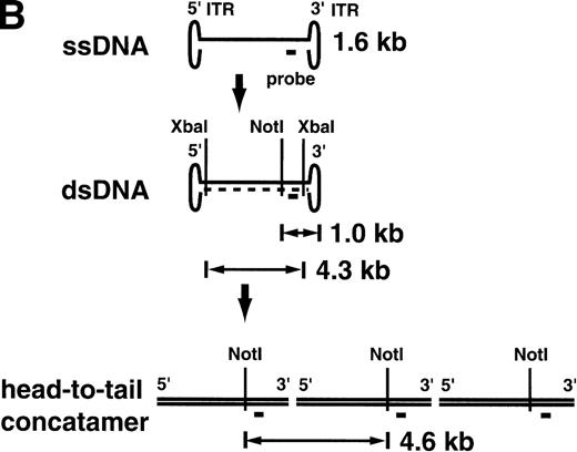 Fig. 5. Southern blot analysis for the AAV vector-transduced rhesus lymphocytes with XbaI and NotI (A). Ten micrograms of DNA from transduced lymphocytes was digested withXbaI or NotI, separated on agarose gels, and transferred to nylon membranes followed by hybridization with theneo DNA probe. In RQ854, besides the single-strand DNA (ssDNA) band around 1.6 kb, the double-strand DNA (dsDNA) bands were detected, which were released by digestion with XbaI (4.3 kb, lane 5) and with NotI (1.0 kb, lane 10). Another band of 4.6 kb withNotI (lane 10) is consistent with a head-to-tail concatamer form of the vector. (B) The hypothesis of AAV vector conversion to a head-to-tail concatemer. This Southern blot is consistent with the hypothesis.