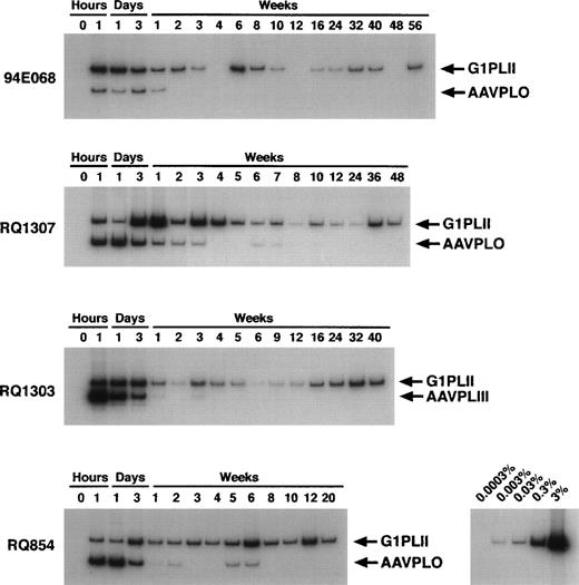Fig. 6. In vivo persistence of transduced cells as detected by PCR. Mononuclear cells from rhesus peripheral blood were obtained at indicated time points. DNA was extracted and subjected to semi-quantitative PCR spanning the polylinkers (see Fig 1). The longer PCR products are derived from the retroviral vector and the shorter ones are derived from the AAV vectors. The copy number control was made from log dilution of the G1PLII-retroviral producer clone into the control rhesus lymphocyte DNA.