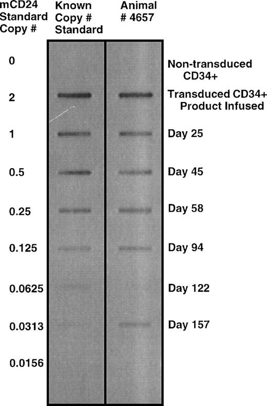 Fig. 5. Semiquantitative PCR detection of mCD24 sequence in peripheral blood leukocyte genomic DNA from animal no. 4657 at sequential time points after autologous transplantation of CD34+ cells transduced with a retrovirus vector encoding mCD24. As outlined in the Materials and Methods and Results text, a semi-quantitative PCR standard curve was generated, using a method that allowed accurate quantitation of copy number over a range of 2 copies per cell down to about 0.005 copies per cells (about 0.5% of cells). The standard curve was generated using 2-fold serial dilutions of wild-type mouse DNA into a background of naı̈ve control rhesus DNA. Signal as shown in this auto-exposure was obtained by probing a slot blot of the PCR product with a labeled probe specific to mCD24 with detection of the signal by enhanced chemiluminescence detection on x-ray film.