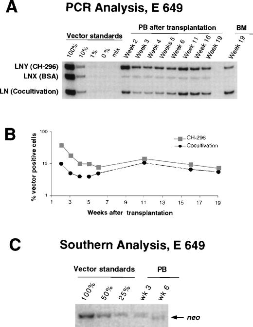 Fig. 2. Detection of vector sequences in peripheral blood and marrow from dog E649 transplanted with CD34-enriched marrow cells transduced by 72 hours on CH-296 (LNY) or BSA (LNX), or by cocultivation (LN). (A) PCR analysis of peripheral blood cells and marrow cells. PB, peripheral blood; BM, bone marrow. (B) Percentage of vector-positive DNA as measured by phosphor image analysis of signal intensities for LN, LNX, and LNY corrected for the amount of DNA as determined by PCR for the β-actin gene. (C) Southern blot analysis.