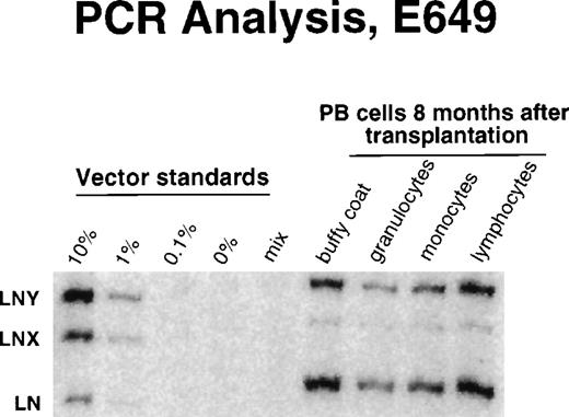 Fig. 3. Detection of vector sequences in different hematopoietic lineages in peripheral blood from dog E649 8 months after transplantation with transduced CD34-enriched marrow cells.