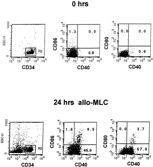 Fig. 1. Induction of CD40, CD80, and CD86 on CD34+blood cells in alloMLC. Three-color staining with CD34PerCP, CD40FITC, and CD80PE or CD86PE MoAbs was performed on CD34+ blood cells immediately after separation (top row, 0 hrs) and after 1 day of culture with allogeneic mononuclear cells at 1:2 ratio (bottom row, 24 hrs alloMLC). Cells that fluoresced brightly for anti-CD34 MoAb were gated for analysis. The proportion of CD34+ cells expressing CD40 and/or CD80 or CD86 is shown in the appropriate quadrant of each figure.