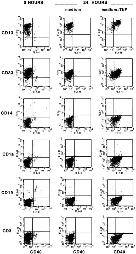 Fig. 2. TNF- induction of CD40 on myeloid CD34+blood cells. Three-color staining with CD34PerCP, CD40FITC, and PE-conjugated MoAbs specific for myeloid (CD13, CD33), monocytic (CD14), dendritic (CD1a), and lymphoid (CD19, CD3) lineages was performed on freshly isolated CD34+ blood cells and after 24 hours of culture with medium alone or TNF- (10 ng/mL). Cells that fluoresced brightly for anti-CD34 MoAb were gated for analysis.