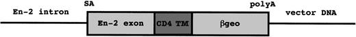 Fig. 1. Structure of the secretory trap vector, pGT1.8TM. En-2, murine engrailed-2 sequences; SA, splice acceptor site; TM, transmembrane domain; βgeo, fusion between LacZ and neomycin phosphotransferase sequences; polyA, polyadenylation signal.