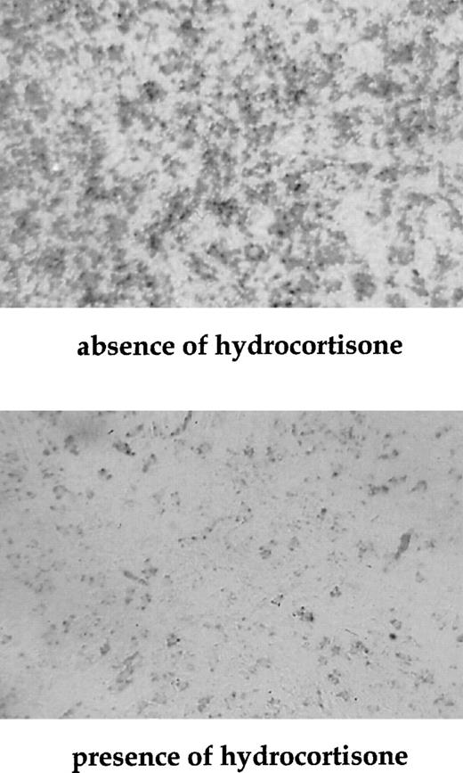 Fig. 2. β-Galactosidase activity is downregulated by hydrocortisone in 15D3 cells. Confluent 15D3 cells were grown in the absence (top panel) or in the presence (bottom panel) of 10−6 mol/L hydrocortisone. After 48 hours, cells were fixed with paraformaldehyde and stained for β-galactosidase activity.
