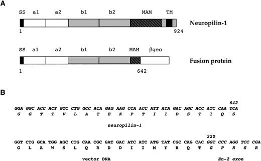 Fig. 3. Characterization of the fusion cDNA produced by 15D3 cells. (A) Predicted structure of the mutant fusion protein. The neuropilin-1 protein and the mutant protein are shown. SS, signal sequence; TM, transmembrane domain. a1, a2, b1, b2, and MAM are previously described neuropilin-1 sub-domains.42 (B) Portion of the sequence obtained by 5′ RACE, displaying the fusion between neuropilin-1 and gene trap vector sequences. 642 is the last codon of neuropilin-1 sequences and 220 is the first codon of En-2 sequences present in the trap vector.