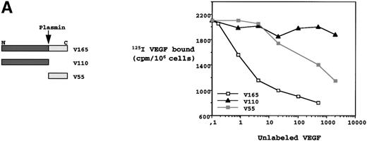 Fig. 6. VEGF 165 binding to MS-5 cells. (A) Left: Structure of native VEGF 165 (V165) and its proteolytic fragments (V110 and V55). Right: Confluent MS-5 cells were incubated with 0.5 ng/mL of125I VEGF 165 and various amounts of V165, V110 (domain encoded by exons 1 to 5 that do not bind neuropilin-1), and V55 (domain encoded by exons 7 and 8 that bind neuropilin-1). Nonspecific binding was measured in the presence of 2 μg/mL of unlabeled V165. The competitive displacement is expressed as the average of iodinated V165 specific binding in triplicate assays. Standard errors were less than 10%. (B) Subconfluent cells were washed twice in ice-cold binding medium and incubated with 5 ng/mL 125I-VEGF for 2 hours in the absence (lane 0) or in the presence of 1 μg/mL of V165 (lane V165), V55 (lane V55), or sema III-AP (lane sema III). For MS-5 cells, cross-linked complexes were incubated in the presence of 2 μg/mL of anti–neuropilin-1 antibodies. Proteins were resolved on a 7% SDS polyacrylamide gel, stained with Coomassie Blue, and autoradiographed. Position of molecular-weight markers is indicated on the right. pgs-A745: xylosyltransferase deficient pgs-745 CHO cells constitutively expressing either neuropilin-1 (pgs-A745 NP-1) or KDR (pgs-A745 KDR). The upper band corresponds to species that did not enter the gel. Arrowheads indicate cross-linked complexes.