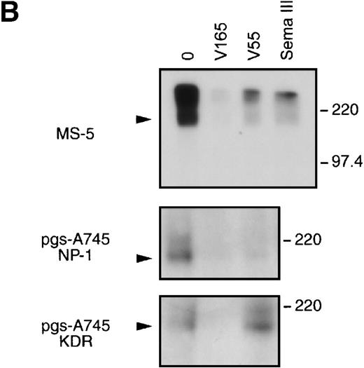 Fig. 6. VEGF 165 binding to MS-5 cells. (A) Left: Structure of native VEGF 165 (V165) and its proteolytic fragments (V110 and V55). Right: Confluent MS-5 cells were incubated with 0.5 ng/mL of125I VEGF 165 and various amounts of V165, V110 (domain encoded by exons 1 to 5 that do not bind neuropilin-1), and V55 (domain encoded by exons 7 and 8 that bind neuropilin-1). Nonspecific binding was measured in the presence of 2 μg/mL of unlabeled V165. The competitive displacement is expressed as the average of iodinated V165 specific binding in triplicate assays. Standard errors were less than 10%. (B) Subconfluent cells were washed twice in ice-cold binding medium and incubated with 5 ng/mL 125I-VEGF for 2 hours in the absence (lane 0) or in the presence of 1 μg/mL of V165 (lane V165), V55 (lane V55), or sema III-AP (lane sema III). For MS-5 cells, cross-linked complexes were incubated in the presence of 2 μg/mL of anti–neuropilin-1 antibodies. Proteins were resolved on a 7% SDS polyacrylamide gel, stained with Coomassie Blue, and autoradiographed. Position of molecular-weight markers is indicated on the right. pgs-A745: xylosyltransferase deficient pgs-745 CHO cells constitutively expressing either neuropilin-1 (pgs-A745 NP-1) or KDR (pgs-A745 KDR). The upper band corresponds to species that did not enter the gel. Arrowheads indicate cross-linked complexes.