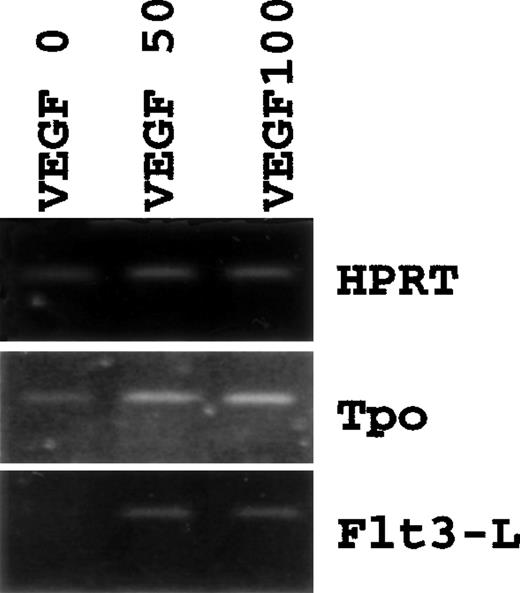 Fig. 7. VEGF 165 stimulates stromal Tpo and Flt-3 ligand mRNAs. Confluent MS-5 cells (7.5 × 105) were incubated for 72 hours in the absence (lane VEGF 0) or the the presence of either 50 ng/mL (lane VEGF 50) or 100 ng/mL (lane VEGF100) VEGF 165. RT-PCRs were performed using 1 μg of total RNA. Expected PCR products are 270 bp for Flt3-L and 460 bp for Tpo. Amplification of the HPRT mRNA is shown as a control. The intensity of ethidium bromide–stained bands was quantified with a CCD camera and Image Quant v1.11 software (Amersham, Pharmacia Biotech).