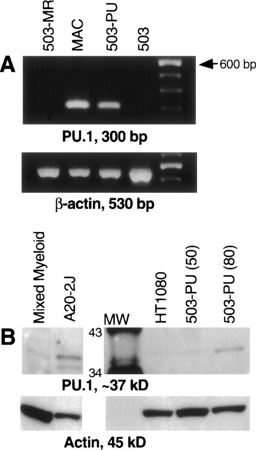 Fig. 1. PU.1 is detectable in 503 cells transduced with a PU.1-expressing retrovirus. PU.1-deficient 503 cells were transduced with retroviral vectors containing the cDNA for PU.1, G-CSF receptor, or M-CSF receptor. Cells that were positive for the selectable marker PLAP (PU.1 and G-CSF receptor) or positive for growth in M-CSF (M-CSF receptor) were isolated for analysis. (A) RT-PCR showed PU.1 mRNA in normal macrophages (MAC) and PU.1-transduced 503 cells (503-PU), but not in 503 or 503 transduced with M-CSF receptor (503-MR). Primers used were intron-crossing, and controls for DNA amplification in the absence of RT were also included and were negative (not shown). The far righthand lane contains a 100-bp DNA ladder for size determination of PCR products. (B) Whole-cell lysates were prepared and 50 μg (or 80 μg where indicated) of total cellular protein was separated by sodium dodecyl sulfate-polyacrylamide gel electrophoresis (SDS-PAGE). After blotting and probing with a polyclonal anti-PU.1 antibody, PU.1 protein was visible in normal mixed myeloid cells, A20-2J B cells, and 503-PU cells. As expected, nonhematopoietic HT1080 cells were negative for PU.1 expression. The lane labeled MW contains protein size standards (CruzMarker; Santa Cruz Biotechnology). MW, molecular weight.
