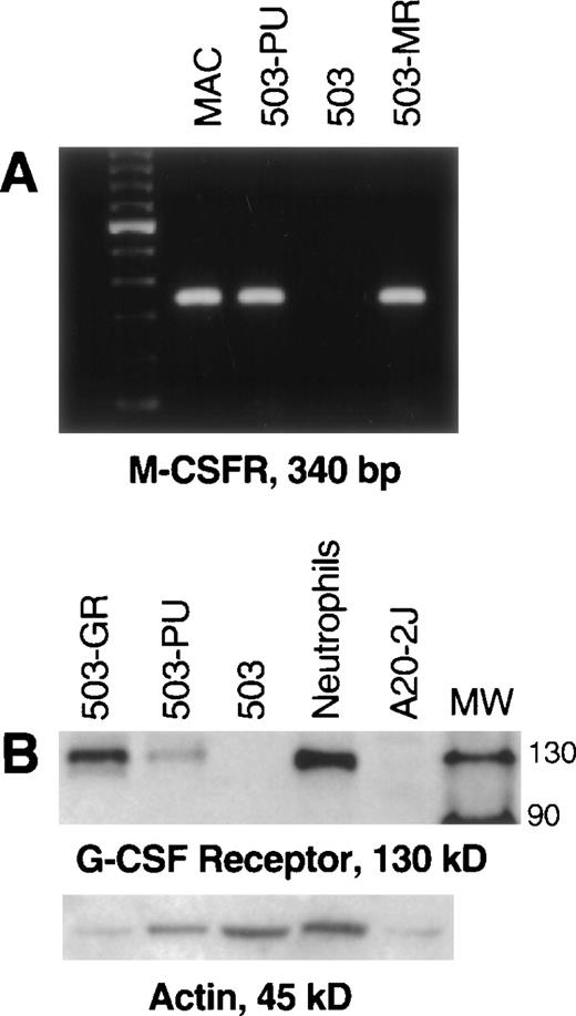 Fig. 2. Transduction of PU.1 into PU.1-deficient cells restores G- and M-CSF receptor expression. (A) PU.1- and M-CSF receptor transduced cells (503-PU, 503-MR) that were selected by PLAP expression or growth in M-CSF, respectively, were analyzed by RT-PCR. M-CSF receptor mRNA was evident in normal macrophages (MAC), 503-PU, and 503-MR. These primers were intron-crossing, and controls for DNA amplification in the absence of RT that were also performed were negative (not shown). The far lefthand lane contains a 100-bp DNA ladder. (B) Whole-cell lysates were prepared and 25 μg of total cellular protein was separated by SDS-PAGE. After blotting and probing with polyclonal anti–G-CSF receptor antibody, G-CSF receptor protein was detectable in G-CSF receptor- and PU.1-transduced 503 cells (503-GR, 503-PU) and normal neutrophils, but not in 503 cells or the B cell line A20-2J. The lane labeled MW contains protein size standards (CruzMarker; Santa Cruz Biotechnology).