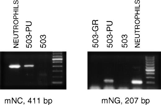 Fig. 3. 503 cells transduced with PU.1 express markers of neutrophil terminal differentiation. RNA was prepared from PLAP+ PU.1-transduced 503 (503-PU) cells and analyzed by RT-PCR. mRNA for secondary granule genes neutrophil collagenase (mNC) and neutrophil gelatinase (mNG) is present in 503-PU as well as normal neutrophils, but not in 503 or 503 transduced with G-CSF receptor (503-GR). The far righthand lane of each gel contains a 100-bp DNA ladder.
