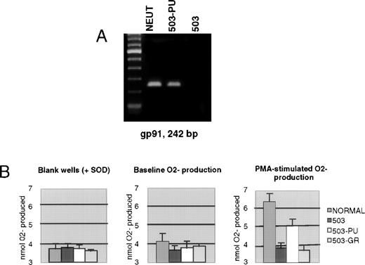 Fig. 4. Expression of gp91phox and associated NADPH oxidase enzyme activity is restored by PU.1 transduction of 503 cells. (A) RT-PCR analysis of cells revealed gp91phox mRNA in normal neutrophils and PU.1-transduced 503 cells (503-PU), but not in 503 as previously documented or in G-CSF receptor-transduced 503 (503-GR). The far lefthand lane contains a 100-bp DNA ladder. (B) An assay for cytochrome c reduction in response to PMA, which measures O2− production, was performed to address the functionality of the enzyme NADPH oxidase, of which gp91phox is a principal subunit. Detectable production of O2− was found in normal neutrophils (NORMAL) and 503-PU, but not in 503 or 503-GR. SOD, superoxide dismutase.